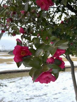 Photo, camellia, winter, flower, 