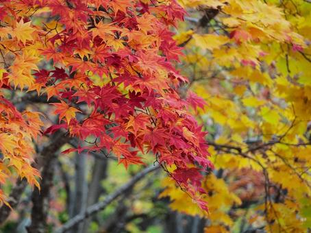 鮮やかに色づいた紅葉 紅葉,秋,もみじの写真素材