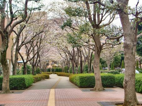 桜の季節-27 桜の季節-27 桜,木,幹の写真素材