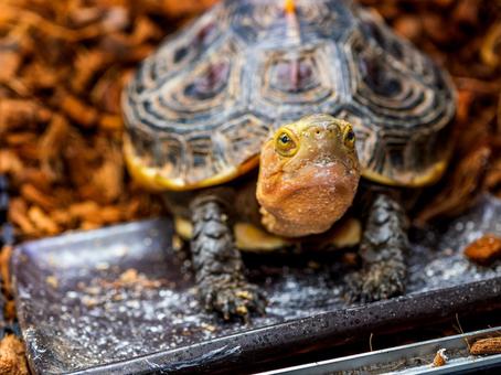 Photo, chinese box turtle, box turtle, turtle, 