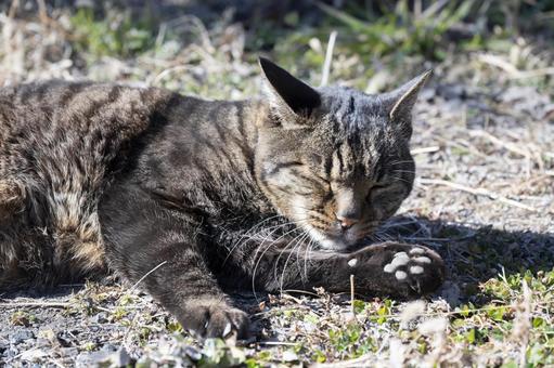 ネコの日向ぼっこ ネコ,ネコの昼寝,野良猫の写真素材