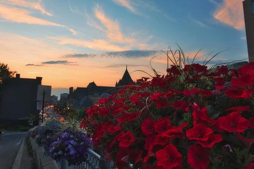 モントリオールの街道の花と夕焼け モントリオールの街道の花と夕焼け カナダ,モントリオール,住居の写真素材