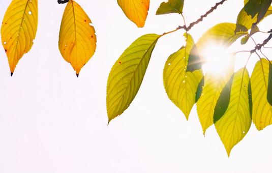 色づく木の葉④ 木の葉,日光,色づきの写真素材