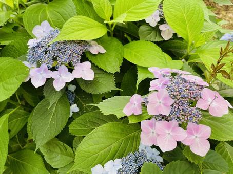 Hydrangea and green leaves 01, JPG Hydrangea and green leaves 01, JPG