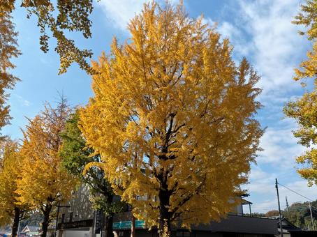 イチョウ 秋,いちょう,風景の写真素材