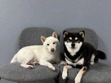 Friendly dogs, JPG