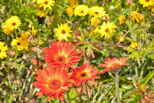 色とりどりの花 色とりどりの花の写真