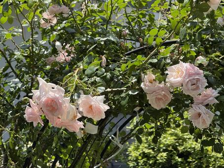 ピンクの薔薇2 ピンクの薔薇2の写真