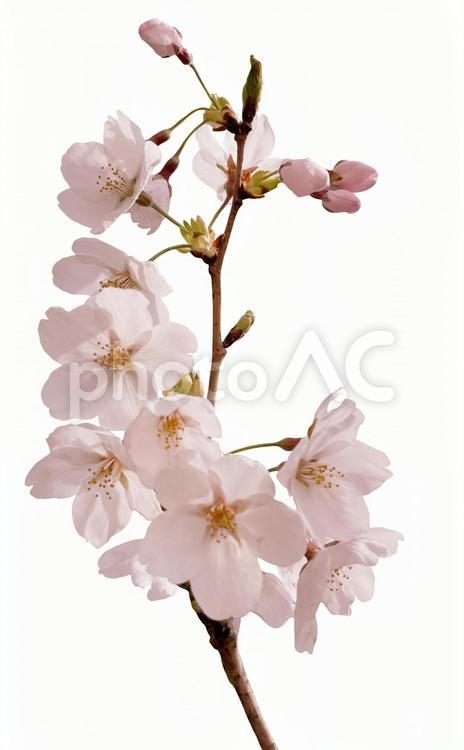 psdキリヌキ桜の花　パス付 psd,桜,春の写真素材