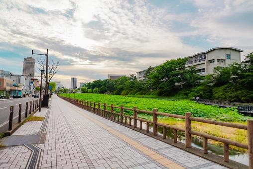 【秋田】千秋公園 蓮の花 2025 【秋田】千秋公園 蓮の花 2025の写真