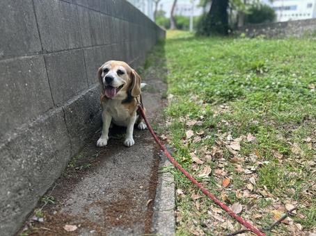Photo, beagle, dog, walk, 