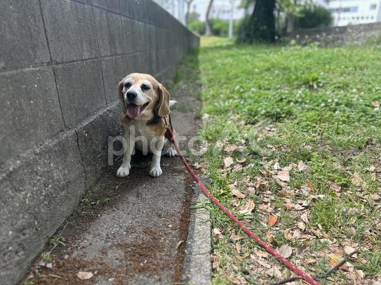 暑くて散歩に疲れたビーグル犬 ビーグル,犬,beagleの写真素材