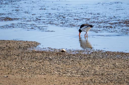 ミヤコドリ(33) ミヤコドリ(33)の写真