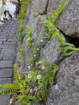 石壁に 石壁にの写真