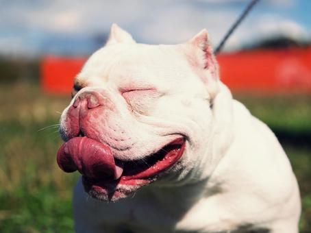 アメリカンブリー 犬,アメリカンブリー,いぬの写真素材