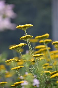北海道 黄色い傘のような花 ノコギリソウ 北海道 黄色い傘のような花 ノコギリソウ 北海道,ノコギリソウ,黄色の写真素材