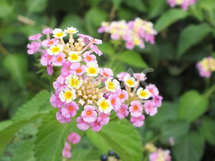 花の集合体　和名で七変化 ランタナ,シチヘンゲ,七変化の写真素材