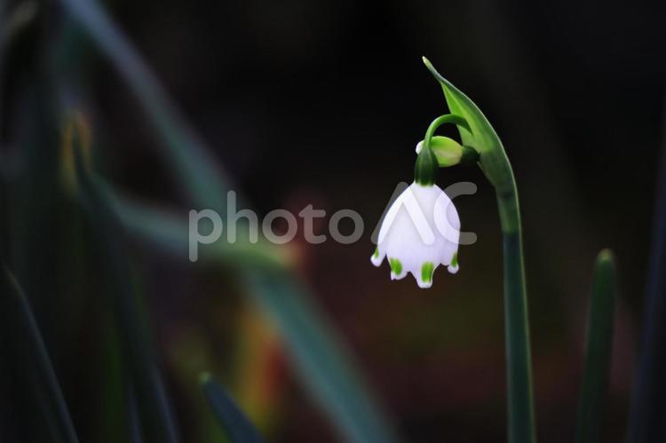 春に咲くスノーフレークの花 花,春,スノーフレークの写真素材