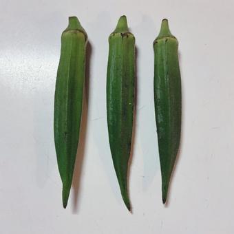 オクラ オクラ オクラ,野菜,緑黄色野菜の写真素材