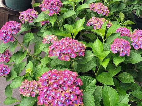 紫陽花・シュロスバッカーバルト 紫陽花・シュロスバッカーバルト 紫陽花,アジサイ,シュロスバッカーバルトの写真素材