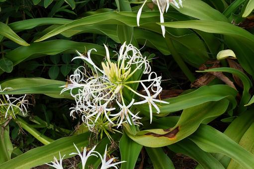 浜木綿の花 浜木綿の花 はまゆう,植物,花の写真素材