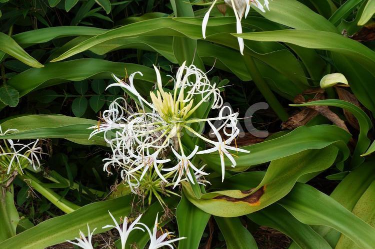 浜木綿の花 はまゆう,植物,花の写真素材