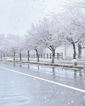 雪景色 雪景色の写真