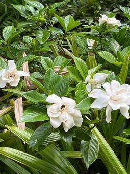Photo, flower, sweet, fragrance, 