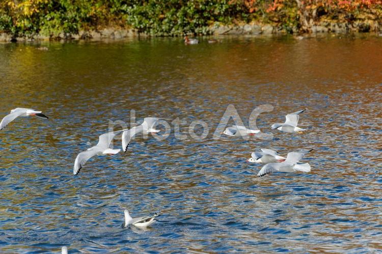水面すれすれを飛ぶユリカモメたち ユリカモメ,鳥,野鳥の写真素材