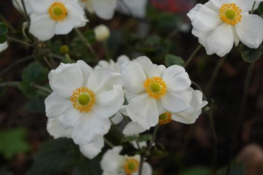 シュウメイギク（秋明菊）の写真