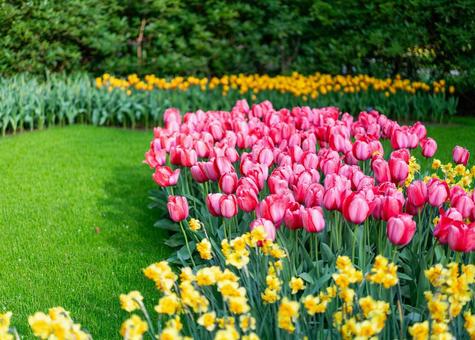 Photo, キ ュ ー ケ ン ホ フ park, netherlands, amsterdam, 