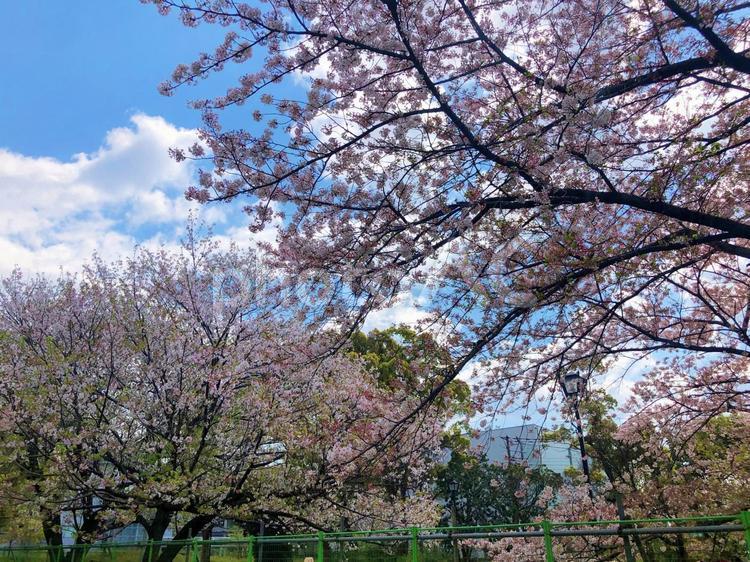 錦糸町周辺の桜 錦糸町,桜,綺麗の写真素材