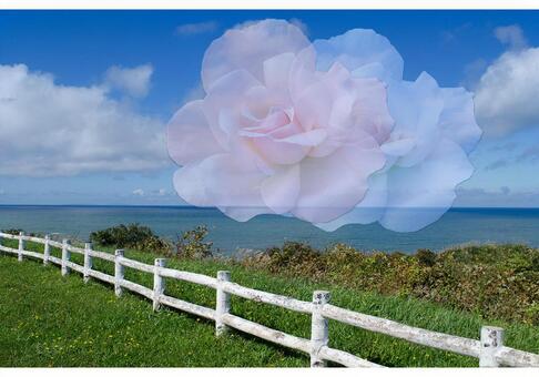 海と薔薇 海と薔薇 海,薔薇,海岸の写真素材