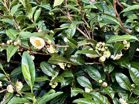 茶葉とお茶の花 茶葉とお茶の花 茶畑,茶葉,お茶の花の写真素材