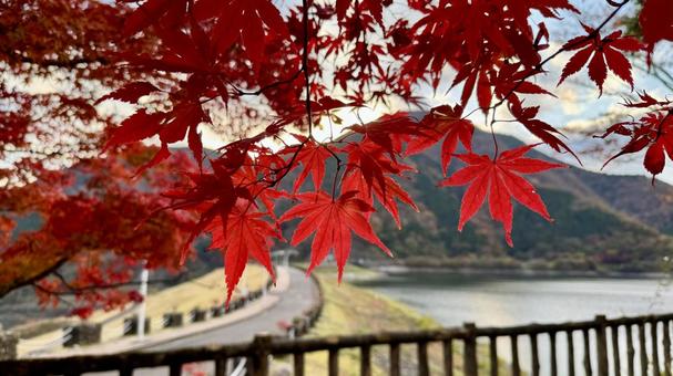 紅葉4 紅葉,秋,色付きの写真素材