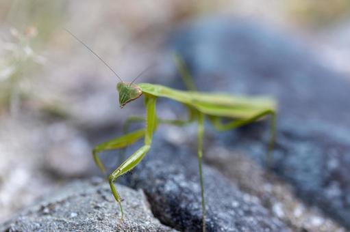 Praying Mantis, JPG Praying Mantis, JPG