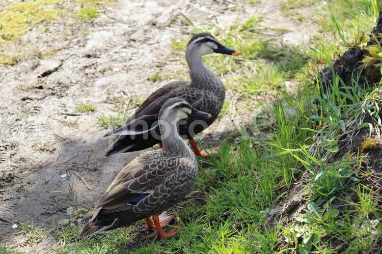 仲良しカルガモ かも,鳥,池の写真素材