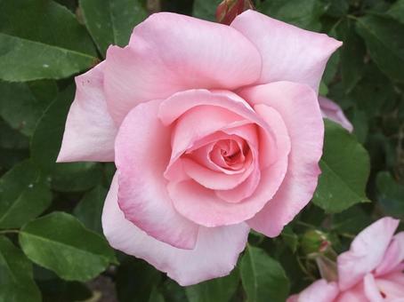 ピンク色のバラ バラ,薔薇,ピンクの写真素材