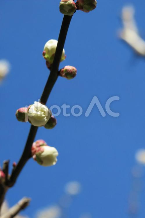 白梅の蕾と青空 白梅,梅,蕾の写真素材