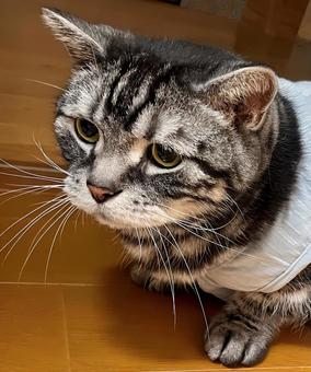 しょんぼりデブ猫さん しょんぼりデブ猫さん 猫,猫画像,しょんぼりの写真素材