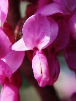 ハナズオウ・花蘇芳 ハナズオウ・花蘇芳の写真
