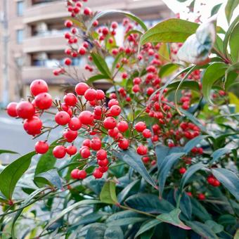 南天の木 南天の木,南天の実,南天の写真素材