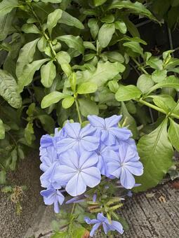 ルリマツリ 03 瑠璃茉莉,ルリマツリ,花の写真素材