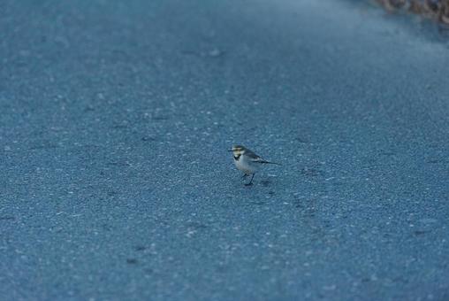 周りを見ながら歩くハクセキレイの若鳥 ハクセキレイ,セキレイ科,若鳥の写真素材